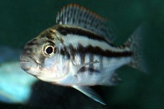 Cheilochromis-euchilus-Likoma-1
