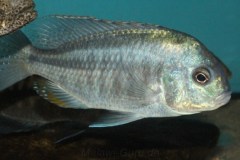 Chilotilapia-rhoadesii-WF