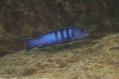 1_Chindongo-bellicosus-1