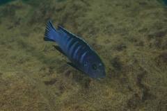 1_Chindongo-bellicosus-2