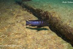 Chindongo-bellicosus-3