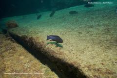 Chindongo-bellicosus-4