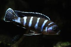 Pseudotropheus-Demasoni