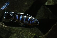 Pseudotropheus-Demasoni2