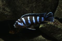 Pseudotropheus-Demasoni3