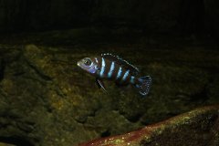 Pseudotropheus-demasoni7