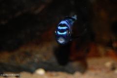 Mbuna Arten - Bilder Galerie