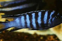 Pseudotropheus-sp.-elongatus-mpanga-by-Martin-Zorn-4