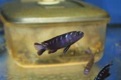 Chindongo sp. 'elongatus ruarwe'