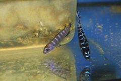 Chindongo-sp.-elongatus-ruarwe-3