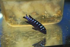 Chindongo-sp.-elongatus-ruarwe-4
