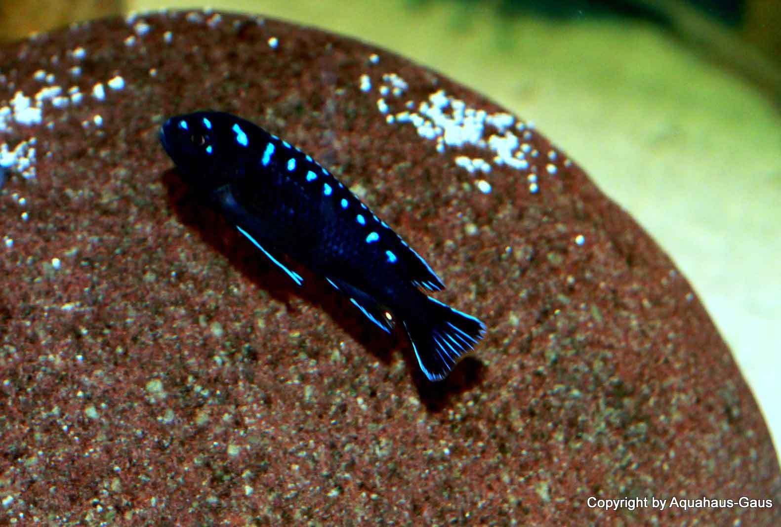 Pseudotropheus-elongatus-neon-spot-3