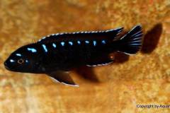 Pseudotropheus-elongatus-neon-spot-1