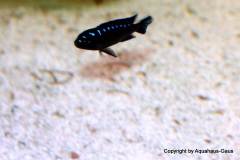 Pseudotropheus-elongatus-neon-spot-4