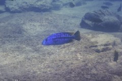 Chinyamwezi-Island-13