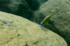 Chipoka mit Metriaclima sp. 'patricki'
