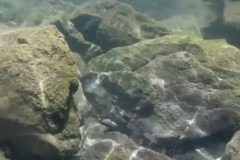 Chitende Cove