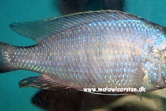 Copadichromis-atripinnis-Chimwalani-Eccles-Reef-1