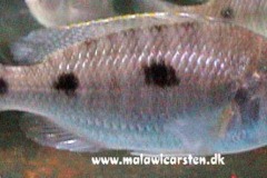 Copadichromis-atripinnis-Masinje-3