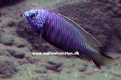 Copadichromis-atripinnis-Namitumbu-2