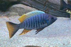 Copadichromis sp. 'likomae masinje'