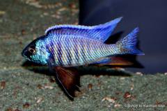 Copadichromis-verduyni-dark-blue-1