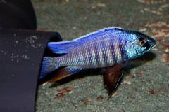 Copadichromis-verduyni-dark-blue-2
