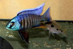 Copadichromis-verduyni-dark-blue-4