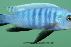 Cynotilapia-axelrodi-11