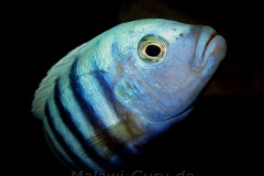 Cynotilapia-pulpican-TK-1