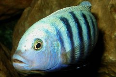 Cynotilapia-pulpican-TK-11