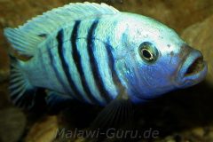 Cynotilapia-pulpican-TK-12