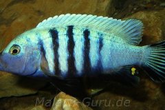 Cynotilapia-pulpican-TK-17