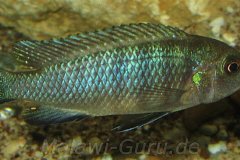 Cynotilapia-pulpican-TK-21