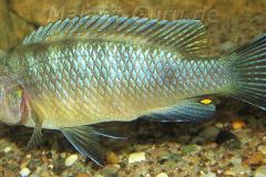 Cynotilapia-pulpican-TK-22