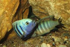 Cynotilapia-pulpican-TK-3