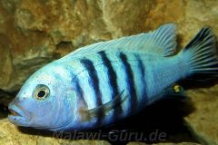 Cynotilapia-pulpican-TK-4