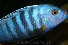 Cynotilapia-pulpican-TK-5