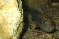 Cynotilapia-pulpican-TK-8