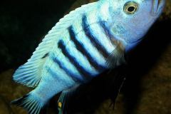 Cynotilapia-pulpican-TK-9