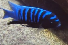 cynotilapia-sp-chinyankwazi-1