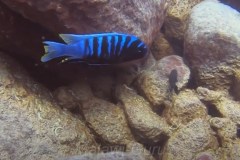 cynotilapia-sp-chinyankwazi-2