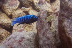 cynotilapia-sp-chinyankwazi-3