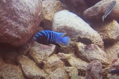 cynotilapia-sp-chinyankwazi-4