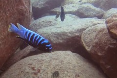 cynotilapia-sp-chinyankwazi-6