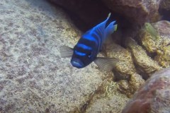 cynotilapia-sp-chinyankwazi-7