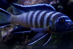 Cynotilapia-sp.-elongatus-chitimba-1