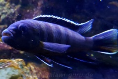 Cynotilapia-sp.-elongatus-chitimba-2