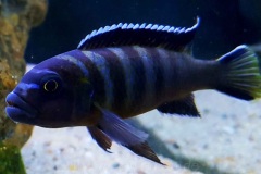 Cynotilapia-sp.-elongatus-chitimba-3