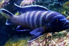 Cynotilapia-sp.-elongatus-chitimba-4